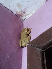 Trachycephalus mesophaeus