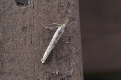 Orocrambus cyclopicus
