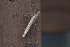 Orocrambus cyclopicus
