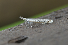 Orocrambus cyclopicus