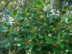 Ilex integra
