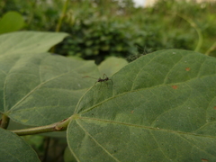 Heteroptera