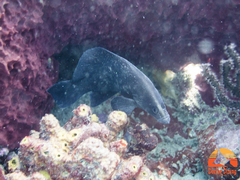 Rypticus saponaceus