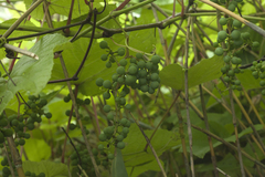 Vitis coignetiae