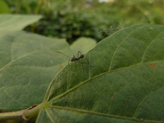 Heteroptera