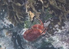 Carpilius corallinus