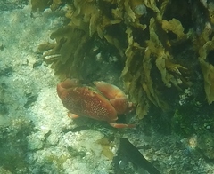 Carpilius corallinus