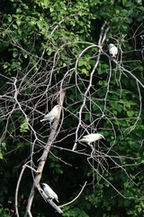 Leucopsar rothschildi