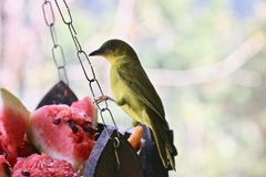 Orthogonys chloricterus