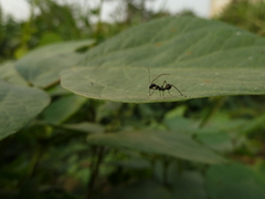 Heteroptera