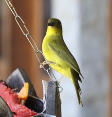 Orthogonys chloricterus