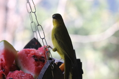 Orthogonys chloricterus