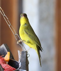 Orthogonys chloricterus