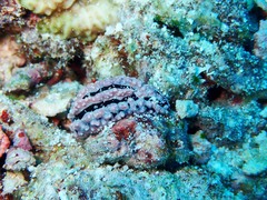 Phyllidiella