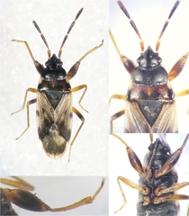 Scolopostethus decoratus