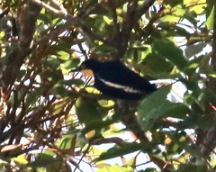 Melanerpes flavifrons