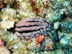 Phyllidiella