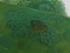 Cypraecassis testiculus