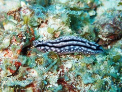 Phyllidiella