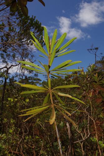 Pittosporum deplanchei observed 2025-12-04