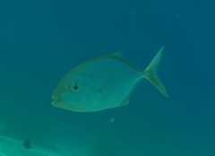 Caranginae