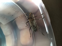 Eburia