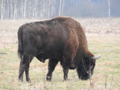 Bison bonasus