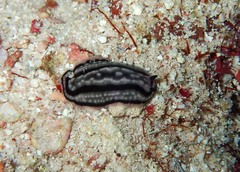 Phyllidiella