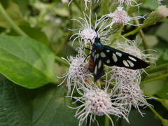Amata