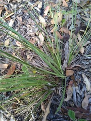 Lomandra laxa