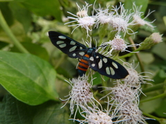 Amata