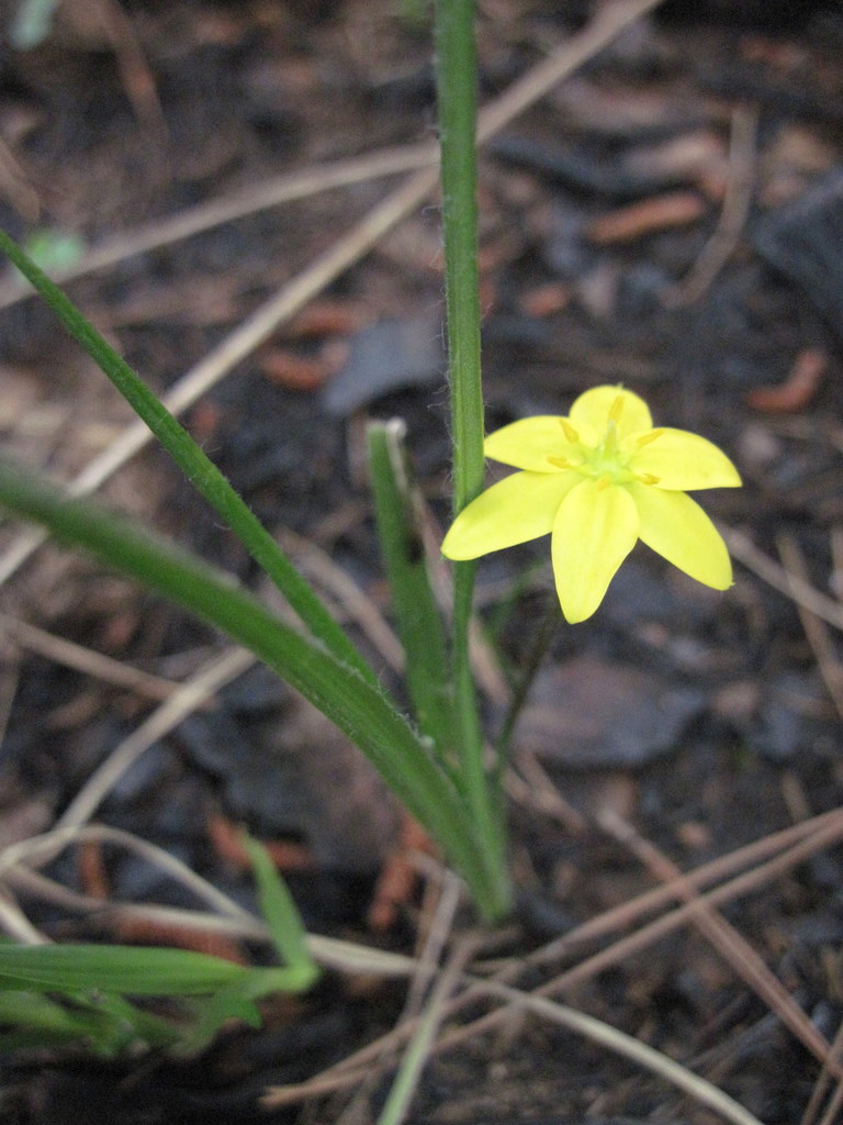 Hypoxis wrightii