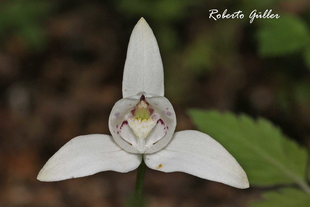 Codonorchideae