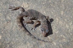 Phyllodactylus gerrhopygus