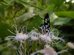 Amata
