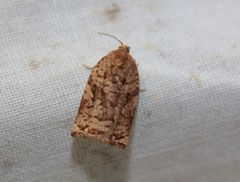 Archips oporana