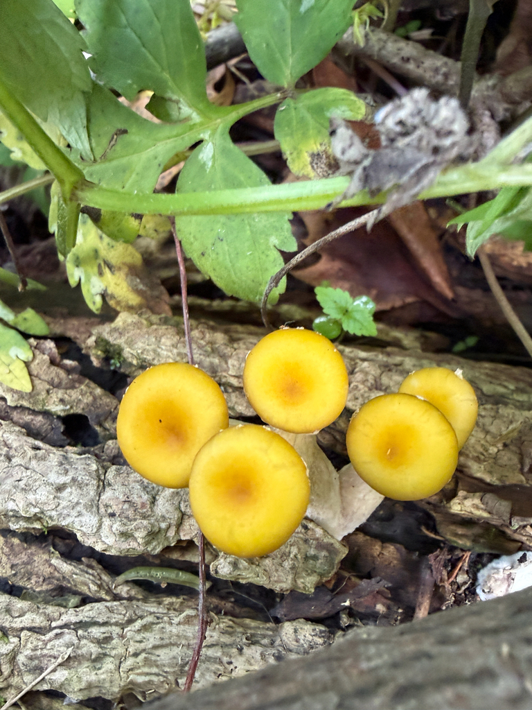 Pleurotus citrinopileatus · May 2026 · photo: © kefreecomo (iNaturalist, cc-by)