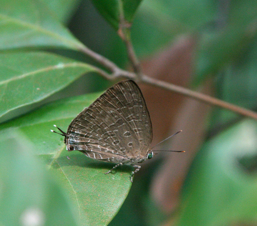 White-stained Oakblue