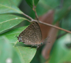 Arhopala aida