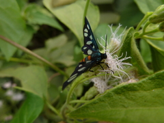 Amata