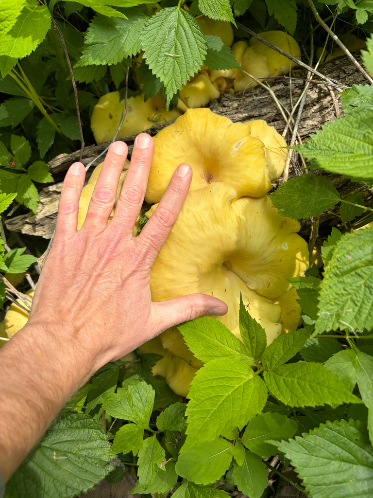 Pleurotus citrinopileatus · May 2026 · photo: © kefreecomo (iNaturalist, cc-by)