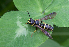 Cerceris atramontensis