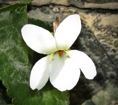 Viola alba
