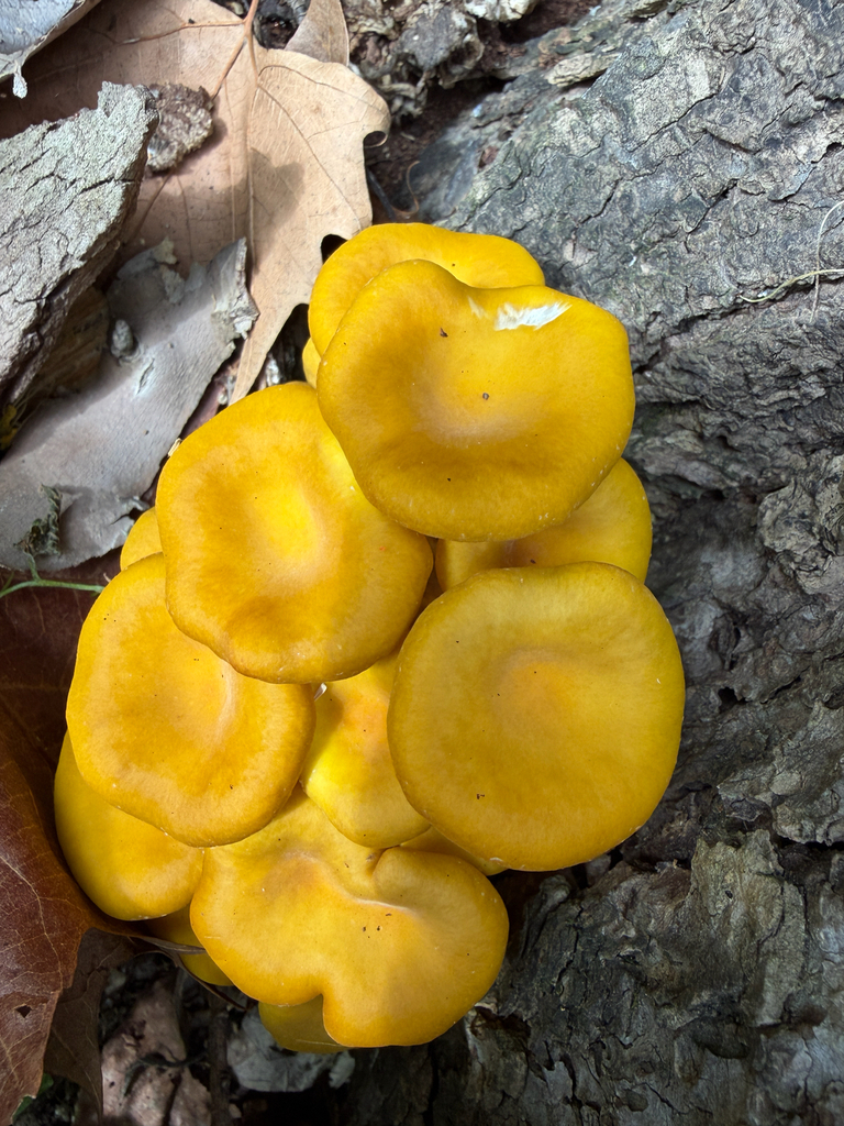 Pleurotus citrinopileatus · May 2026 · photo: © kefreecomo (iNaturalist, cc-by)