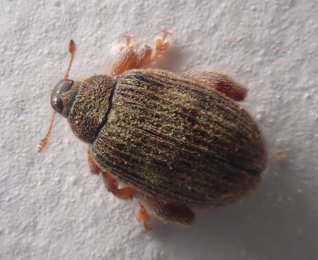 Tachyerges seriatosetosus