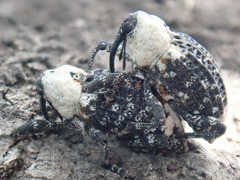 Eucryptorrhynchus brandti