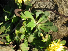 Crepidiastrum