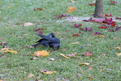 Corvus monedula