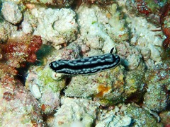 Phyllidiella