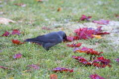 Corvus monedula